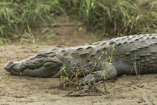 View of a massive crocodile rests with its armored hide contrasting against the soft, sandy bank and sparse vegetation, Chitwan National Park, Nepal.