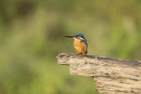 View of a vibrant kingfisher perched regally on weathered wood, its plumage a striking contrast against the soft, blurred greens of the background, Chitwan National Park, Nepal.