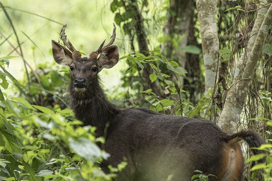 View of a majestic dark brown Sambar deer, with its striking antlers, emerges from the lush green foliage, Chitwan National Park, Nepal.