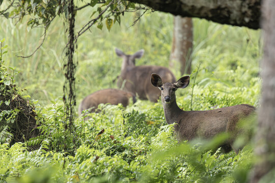 View of Sambar deers graze in the lush undergrowth, their coats blending with the verdant foliage, a serene tableau of wildlife in Chitwan National Park, Nepal.