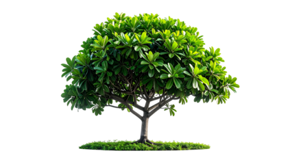 Isolated vibrant tree with lush green foliage, cut from background, showcasing vibrant details