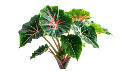 Lush, vibrant plant with heart-shaped leaves, veined with red, against a black background