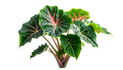 Lush, vibrant plant with heart-shaped leaves, veined with red, against a black background