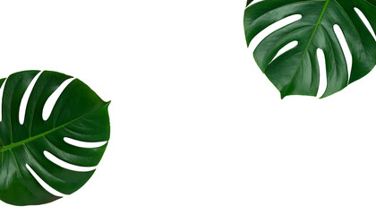 Two vibrant, glossy Monstera deliciosa leaves on stark, solid black background