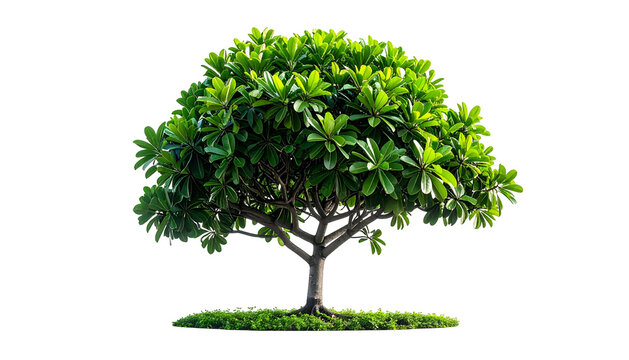 Isolated vibrant tree with lush green foliage, cut from background, showcasing vibrant details - Powered by Adobe