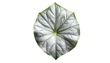 Close-up of a single silver leaf with textured surface and green edges on black
