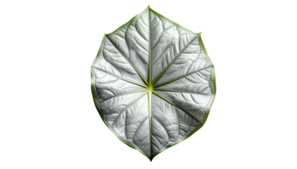 Close-up of a single silver leaf with textured surface and green edges on black
