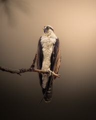 A striking photograph of a bird perched on a branch against a soft, warm gradient background.