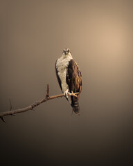 A striking photograph of a bird perched on a branch against a soft, warm gradient background.