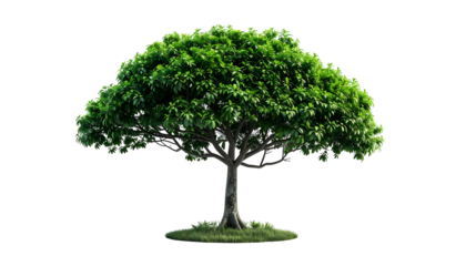 A lush, isolated tree against a transparent black backdrop, a vibrant depiction of nature