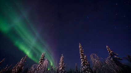 Northern Lights Display: Witness the dance of nature as vibrant streaks of green and purple illuminate the night sky, cascading over snow-covered trees in a breathtaking display.