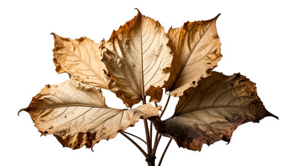Close-up of decaying leaves on branches against black background, showing detail