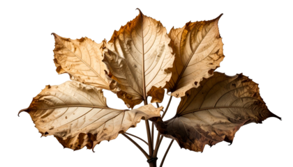 Close-up of decaying leaves on branches against black background, showing detail
