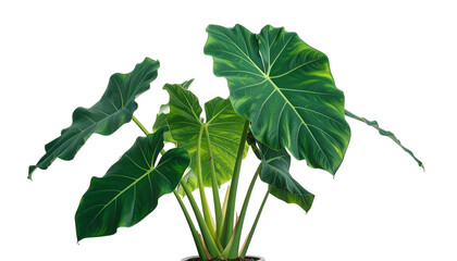 Lush green plant with large, veined leaves, against a transparent background