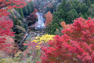 秋の粟又の滝を愛でる