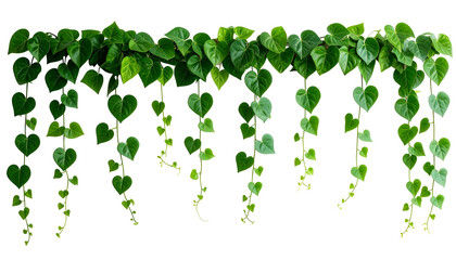 Lush green heart-shaped leaves cascading downward from a vine with a black background