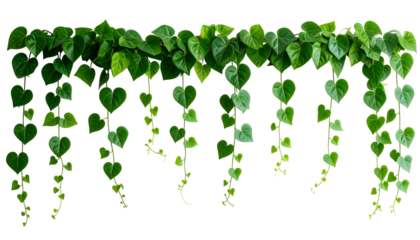 Lush green heart-shaped leaves cascading downward from a vine with a black background