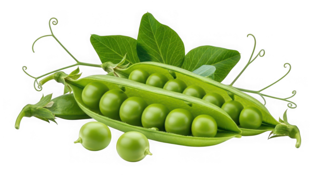 Fresh green peas in open pods with vibrant leaves and tendrils, showcasing healthy organic produce, isolated on transparent background