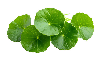 Several round, green leaves with radial veins are isolated against a black background