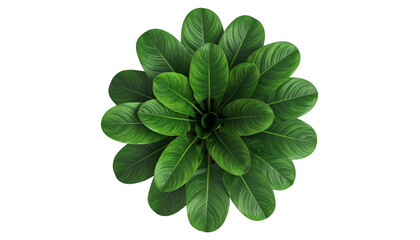 Overhead view of a lush, vibrant green plant with large, oval leaves on black