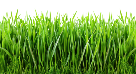 PNG Green grass backgrounds plant lawn.