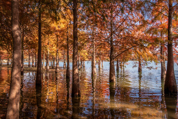 Metasequoia and reflections in autumn