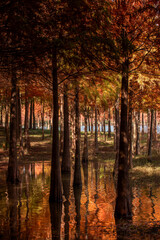 Metasequoia and reflections in autumn