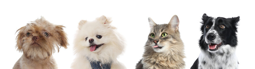 Cute dogs and cat looking at something on white background
