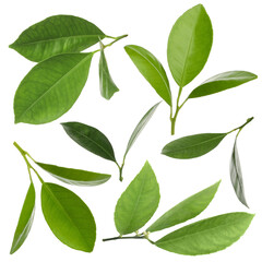 Fresh green leaves of citrus plant isolated on white, set