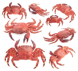 Cooked crab isolated on white, set. Sea food