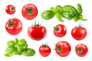 Fresh tomatoes and green basil leaves isolated on white, set