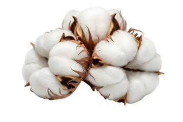 Heap of cotton plant flowers isolated on transparent background, top view angle