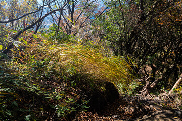 神奈川県箱根金時山木洩れ日の径