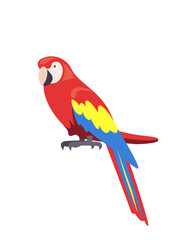 red and yellow macaw ara