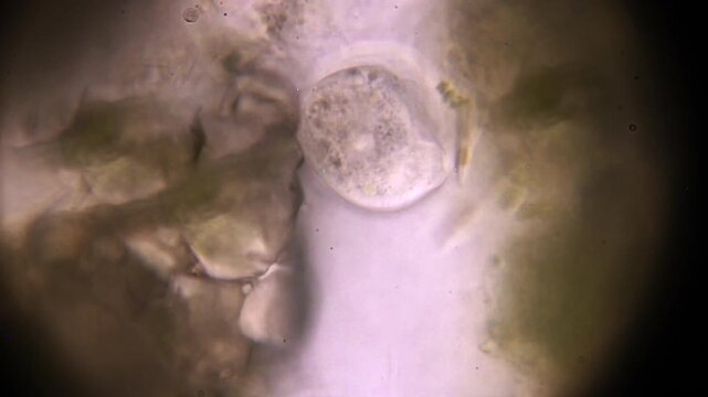 Microscopic Organism