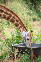 Giraffe drinking from a metal trough in a natural outdoor environment.