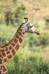 Side profile of a giraffe in a natural outdoor environment.