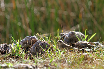 Palm Warbler on Ground with Rocks and Grass, Wider Landscape