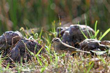 Palm Warbler Up Close on Ground with Rocks and Grass