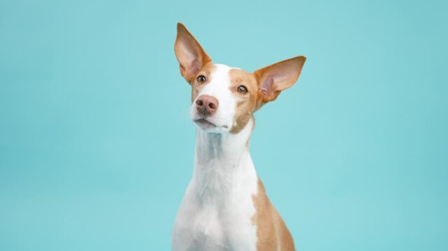Adorable podenco ibicenco dog with big ears curiously looking around. Cute and funny purebred canine posing in a studio with blue background