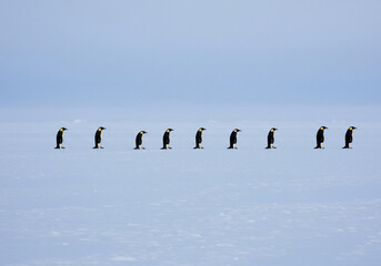 A line of Emperor penguins standing on a vast, flat expanse of snow and ice under a pale blue sky.