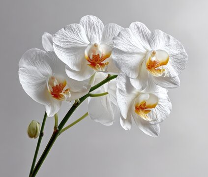 Delicate White Orchid Blossoms With Orange Centers on a Textured Gray Background
