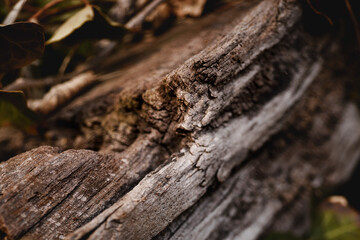 bark of a tree