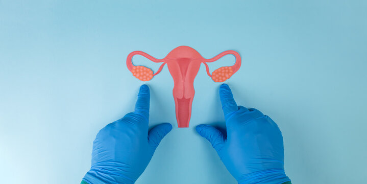A gynecologist's hands point to a cut-out cardstock image of the uterus and ovary against a light blue background. Concept of early detection of ovarian cancer and women's health awareness. - Powered by Adobe