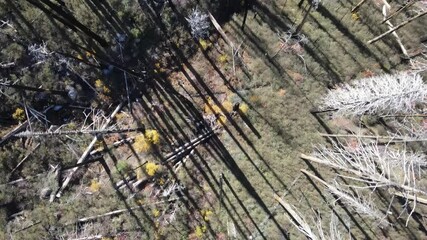 4K cinematic drone footage of Yosemite National Park after devastating wildfire. Haunting aerial views of charred forest, incinerated tree trunks standing as blackened pillars