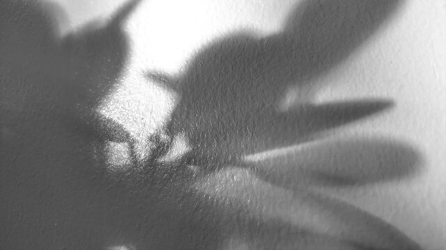 Natural sunlight casting blurry tree leaf shadows on rough white wall surface. Minimalist abstract nature background with gentle wind motion.