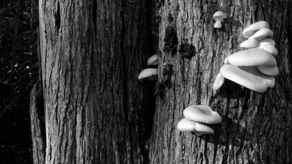 NC Hville Oyster Mushrooms on a Dead Tree BW 2025