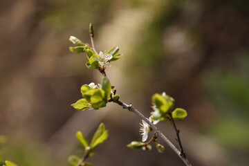 wild flowers in the garden