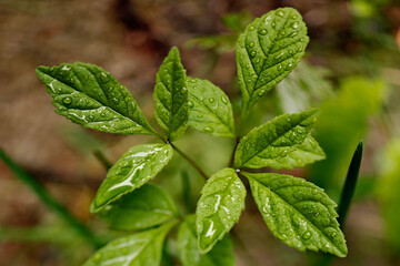fresh mint leaves
