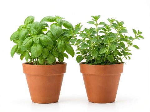 Two potted herbs, basil and oregano, showcasing fresh green leaves in terracotta pots.
